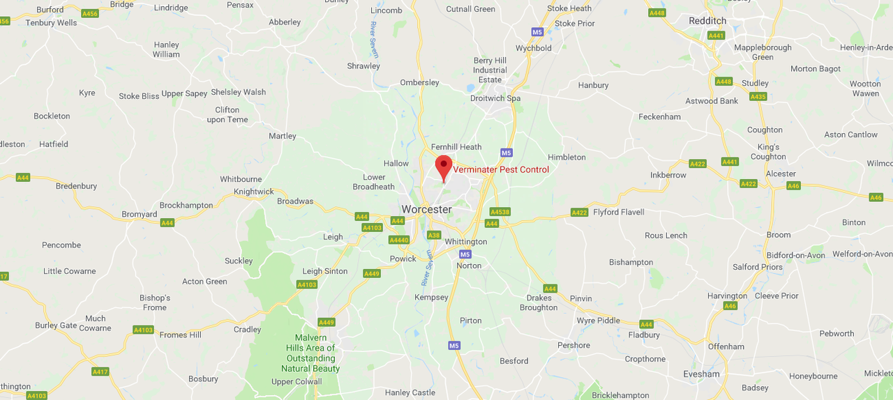Pest control Worcester local Worcester pest control Worcestershire.